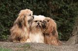 LHASSA APSO 152